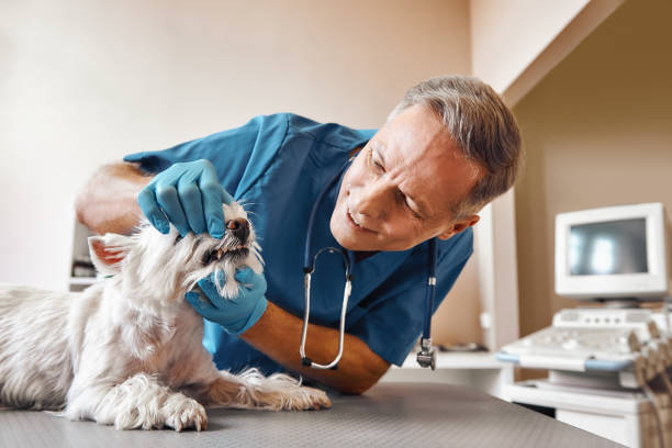 Best Emergency Dental Care for Sports Injuries in Stratford, TX